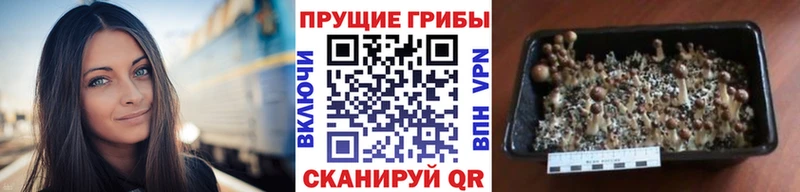 Галлюциногенные грибы Cubensis  Горнозаводск 